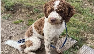 Solidarische Suchaktion nimmt ein glückliches Ende für Hund Bruno