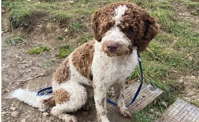 Solidarische Suchaktion nimmt ein glückliches Ende für Hund Bruno