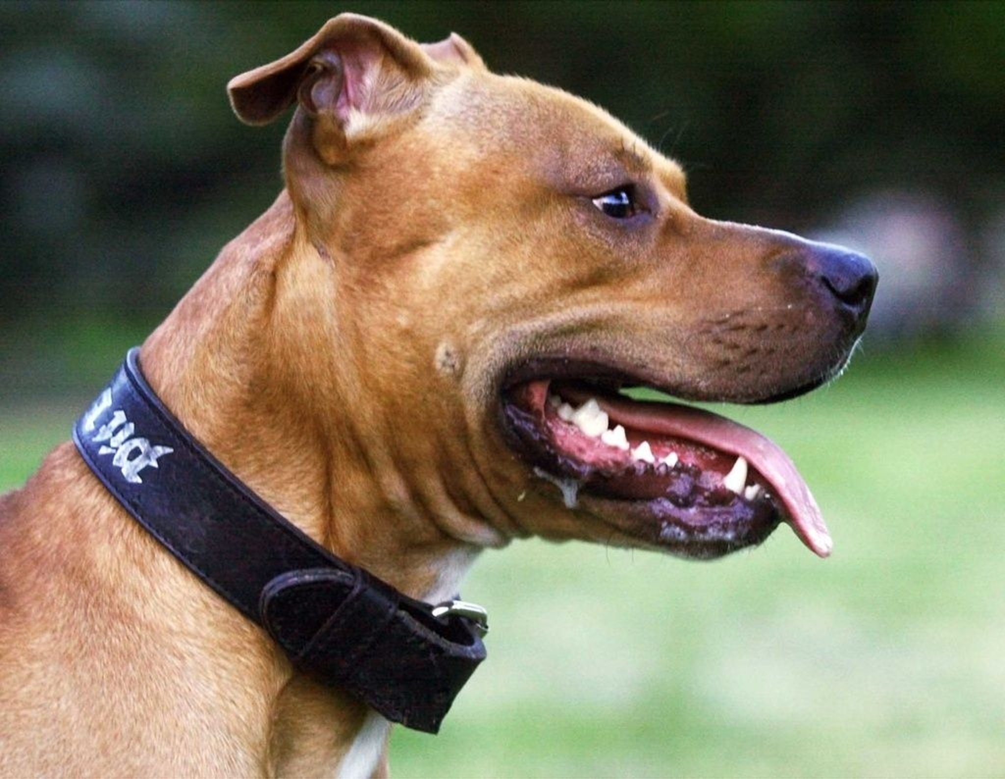 Kantonsparlament nimmt Kampfhunde nicht an die kurze Leine – keine Verschärfung des Gesetzes