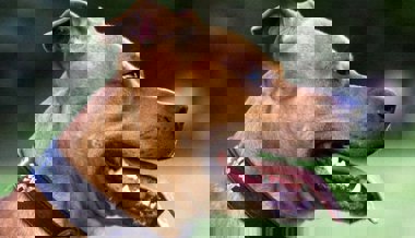 Kantonsparlament nimmt Kampfhunde nicht an die kurze Leine – keine Verschärfung des Gesetzes