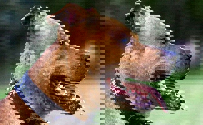 Kantonsparlament nimmt Kampfhunde nicht an die kurze Leine – keine Verschärfung des Gesetzes