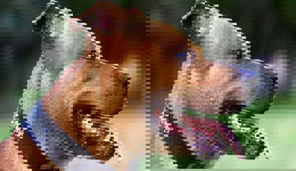 Kantonsparlament nimmt Kampfhunde nicht an die kurze Leine – keine Verschärfung des Gesetzes