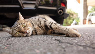 So reagieren Sie richtig, wenn Sie eine Katze überfahren