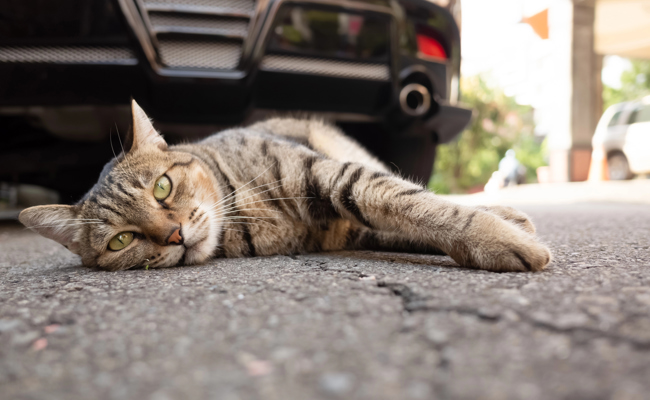 So reagieren Sie richtig, wenn Sie eine Katze überfahren