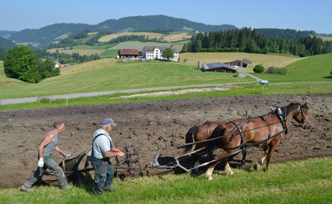 Ackerbau wird noch mit echten Pferdestärken betrieben