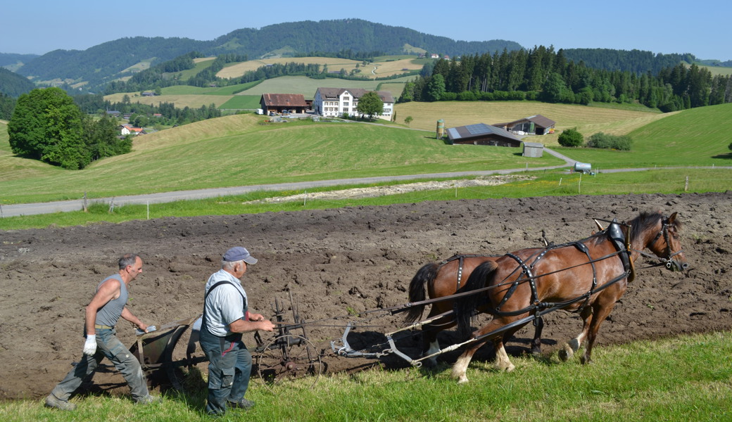 Zügig und aufmerksam geführt, schreiten die Pferde hin und her.