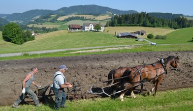 Ackerbau wird noch mit echten Pferdestärken betrieben
