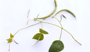 Gartentipp: Eine kleine Bohnenkunde