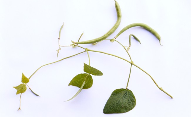 Gartentipp: Eine kleine Bohnenkunde