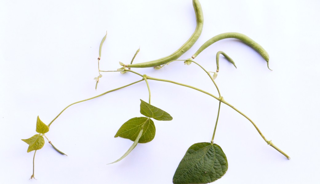 Stangenbohnen sind ertragreicher als Buschbohnen, da sie über einen langen Zeitraum beerntet werden können.