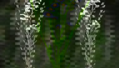 Die Stadt Buchs ruft die Bevölkerung auf, aktiv gegen das Einjährige Berufkraut vorzugehen