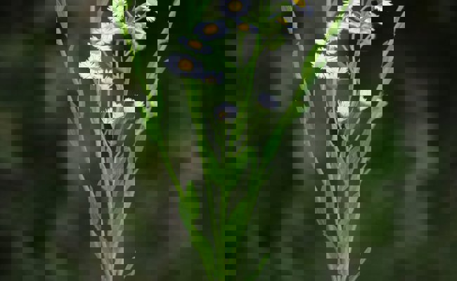 Die Stadt Buchs ruft die Bevölkerung auf, aktiv gegen das Einjährige Berufkraut vorzugehen