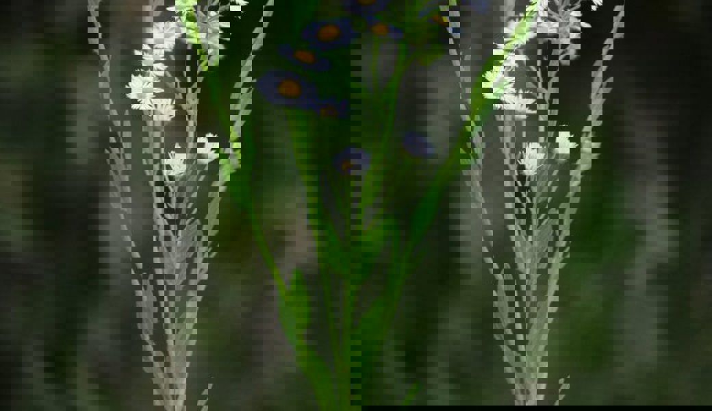  Der hohe Blütenstand mit mehreren Blüten zeigt, dass es kein Gänseblümchen ist, sondern das Ein­jährige Berufkraut. 