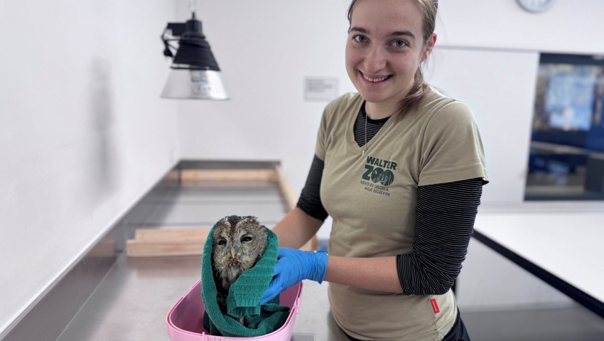Tierpflegerin Andrea Wüst arbeitet seit rund fünf Jahren auf der Wildvogelpflegestation St.Gallen. 