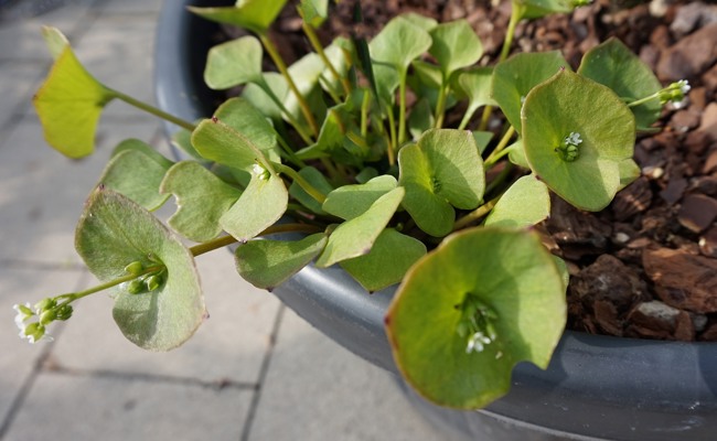 Tellerkraut oder Kubasalat: Winterportulak versamt leicht