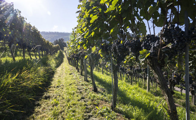 Gartentipp: «Wenn ich in meinem Garten sitze, so fühle ich wie Goethe»