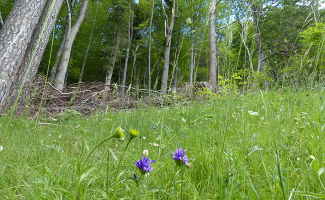 Viel natürlichen Lebensraum am Waldrand geschaffen