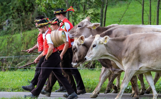 Keine Fördergelder für Viehschauen und Viehmärkte: SVP Toggenburg schlägt Alarm