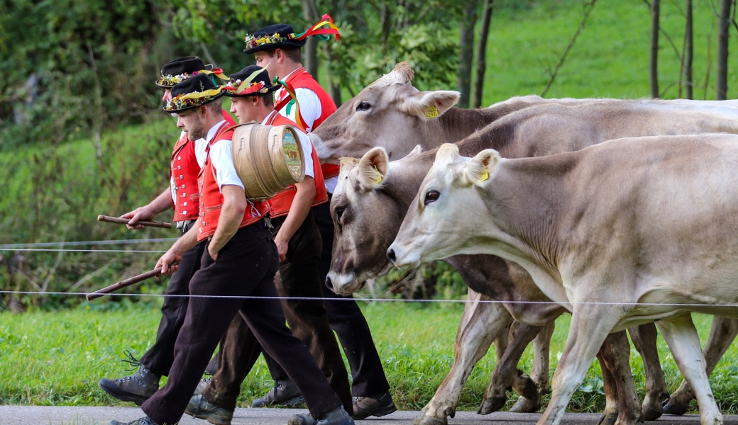 Keine Fördergelder für Viehschauen und Viehmärkte: SVP Toggenburg schlägt Alarm