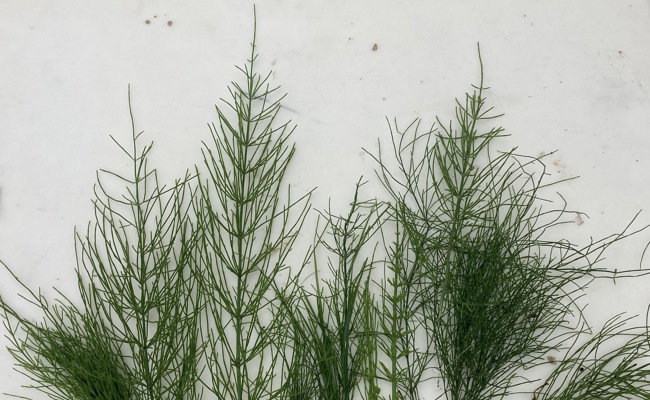 Gartentipp: So bekämpft man den unliebsamen Schachtelhalm