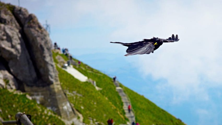  Nimmt das Nahrungsangebot in den Bergen ab, fliegen Alpendohlen auch ins Tal. 