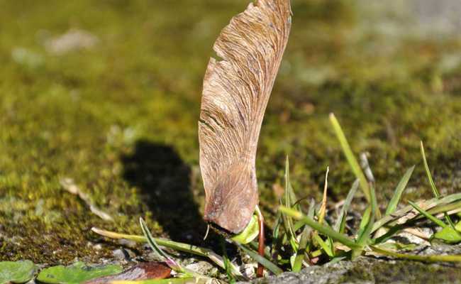 Je mehr man jätet, desto mehr Unkraut wächst im Garten