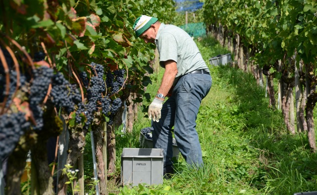 Lange zu mild, lange zu nass: Der Weinbau stand 2024 unter Druck
