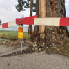 Nicht nur den Baum traf es: Blitzschlag beschädigt Pappel – und den Strassenbelag