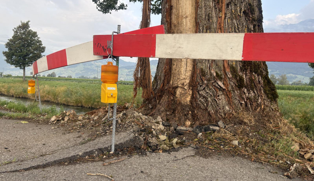 Nicht nur der Baum wurde in Mitleidenschaft gezogen, sondern auch der Strassenbelag.