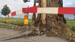 Nicht nur den Baum traf es: Blitzschlag beschädigt Pappel – und den Strassenbelag