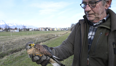 Aufgepäppelt: Ein Turmfalke ist wieder fit für die Mäusejagd