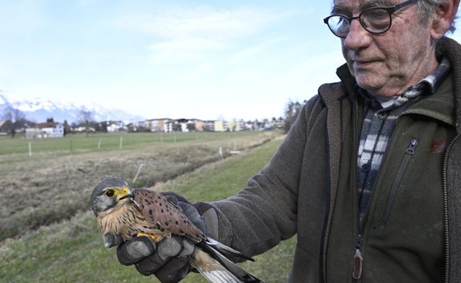 Aufgepäppelt: Ein Turmfalke ist wieder fit für die Mäusejagd