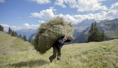 Einen Sommer lang arbeitend auf der Alp verbringen: Die Faszination ist ungebrochen