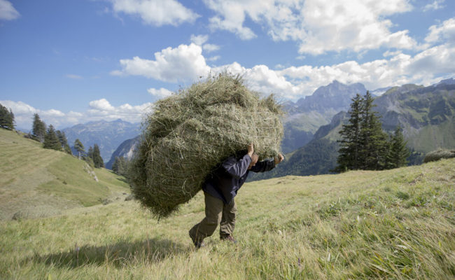 Einen Sommer lang arbeitend auf der Alp verbringen: Die Faszination ist ungebrochen
