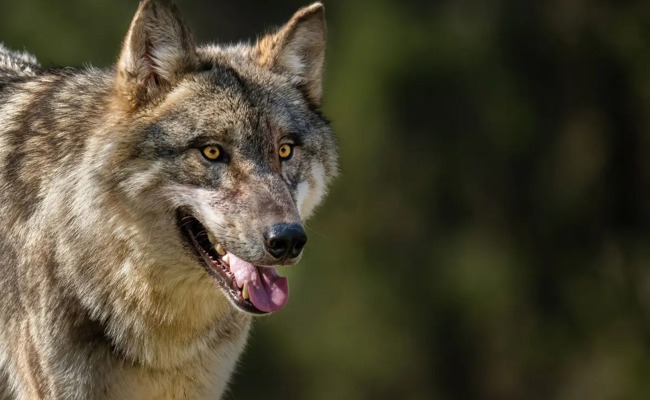 Wolf reisst Ziege auf der Wolzenalp