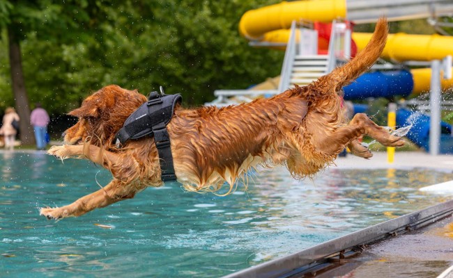 Mit vier Pfoten ins Freibad
