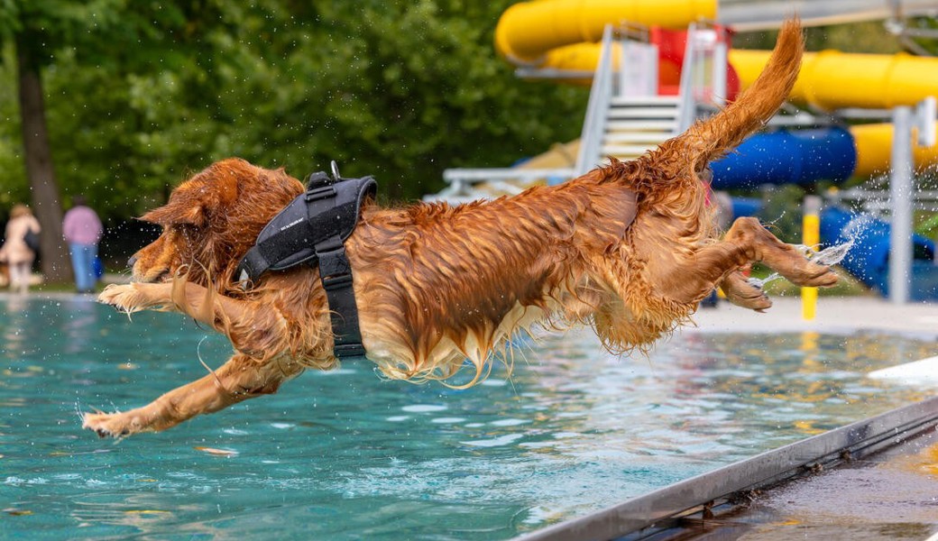 Ab ins kühle Nass hiess es am Mittwoch für die Hunde.