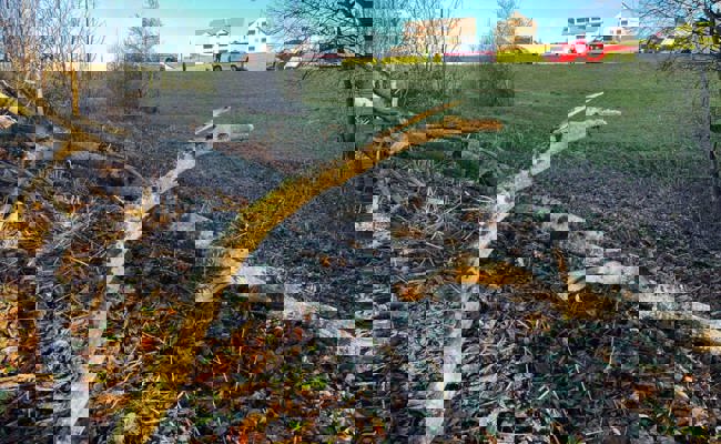 Hemberg: 46-jähriger Mann verletzt sich beim Fällen eines Baums