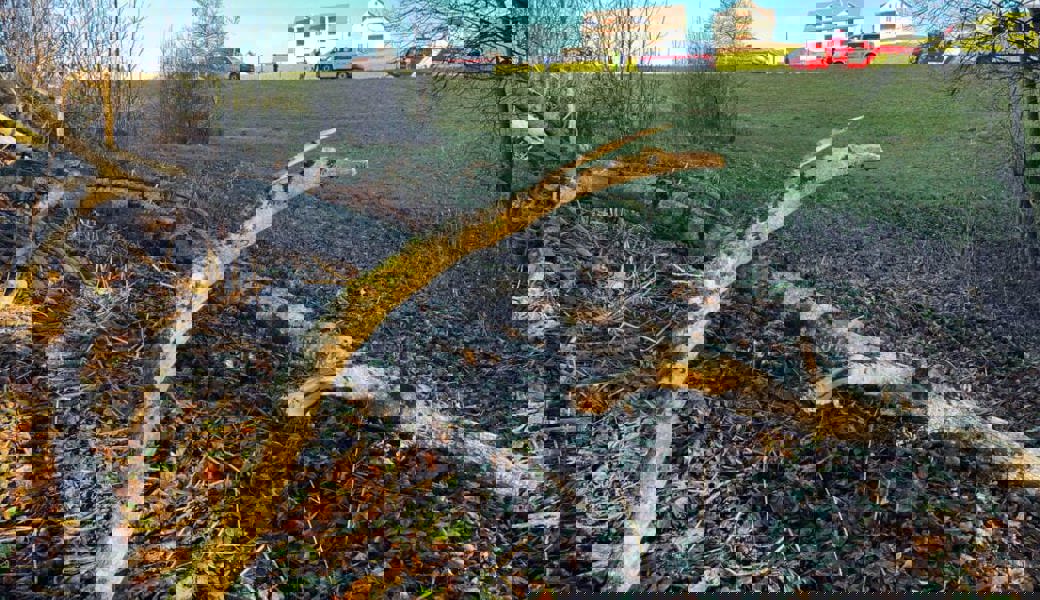  Beim Fällen eines Baumes in Hemberg verletzte sich ein 46-jähriger Mann. 