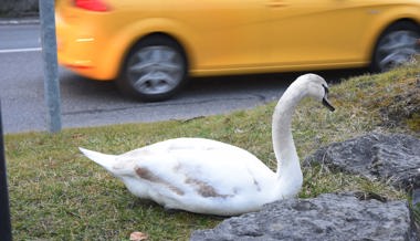 Achtung Schwäne! Familie überquert St.Gallerstrasse