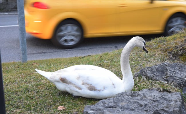 Achtung Schwäne! Familie überquert St.Gallerstrasse