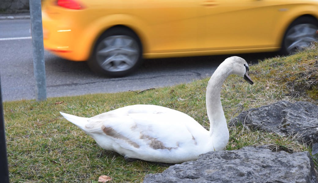 Achtung Schwäne! Familie überquert St.Gallerstrasse