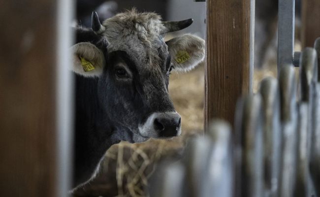 44-Jähriger will sich an Kuh vergehen und flüchtet über Autobahn