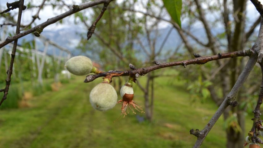  Anfang Mai trägt der Amanda-Mandelbaum zahlreiche Früchte. 