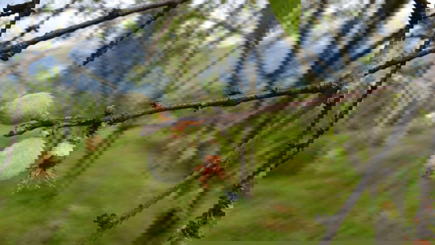  Anfang Mai trägt der Amanda-Mandelbaum zahlreiche Früchte. 