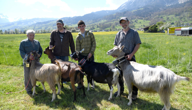 Nera Verzasca, Strahlenziege, Appenzeller: 125-Jahr-Jubiläum der Ziegenzucht-Genossenschaft