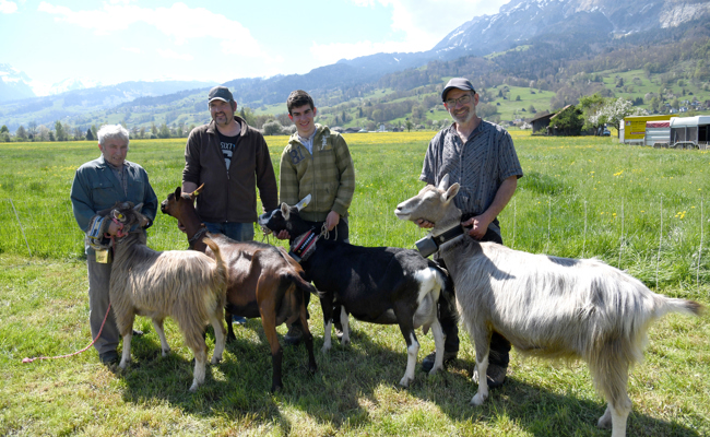 Nera Verzasca, Strahlenziege, Appenzeller: 125-Jahr-Jubiläum der Ziegenzucht-Genossenschaft