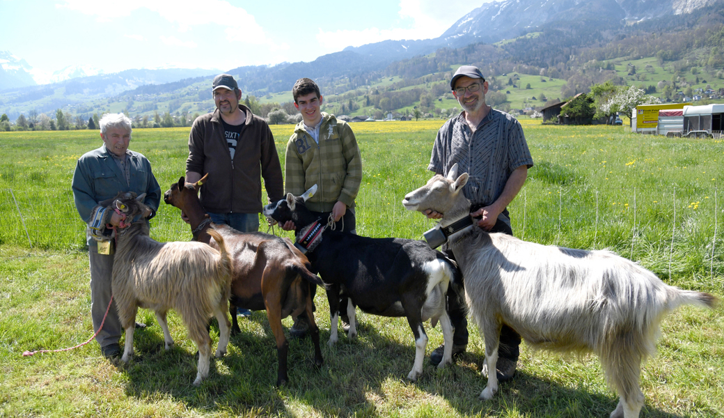  Willi Kaiser mit dem Mister Gams und die Züchter mit den Gamser Missen von Hansruedi Niederer (gemsfarbige Gebirgsziege), Jonas Hagmann (Bündner Strahlenziege), Bruno Hagmann (Toggenburger Ziege), von links. 