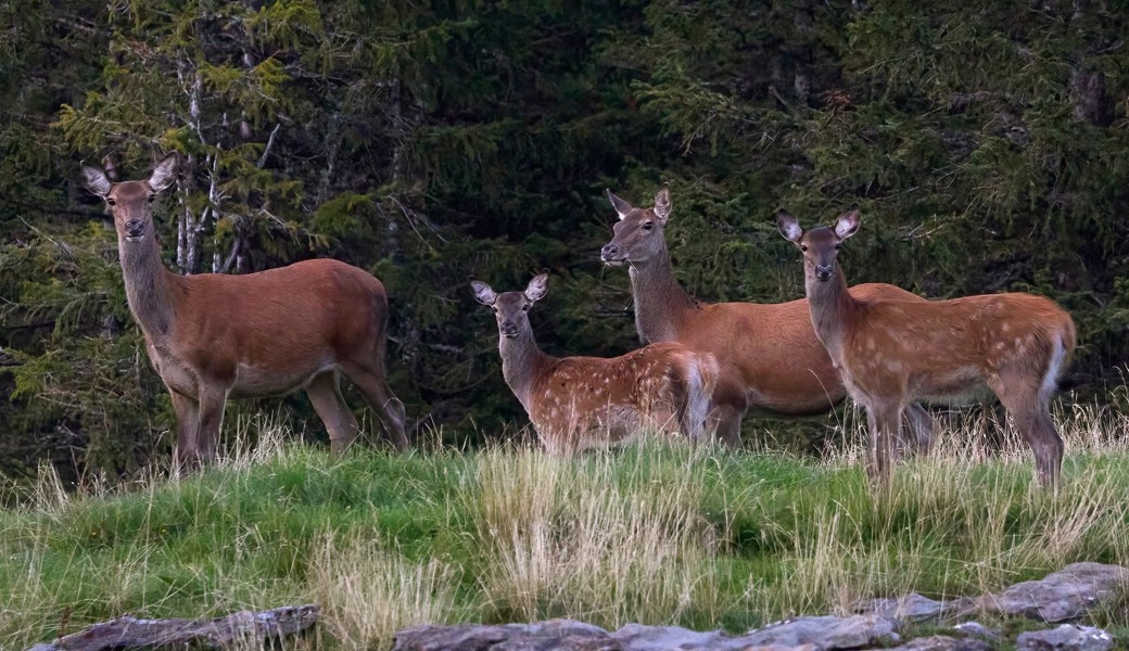 Zu viel Rotwild schadet dem Wald. Das Jagdgesetz will die RHG (Rotwildhegegemeinschaften) abschaffen, da diese nicht den gewünschten Erfolg erzielten. Nun regt sich Widerstand.