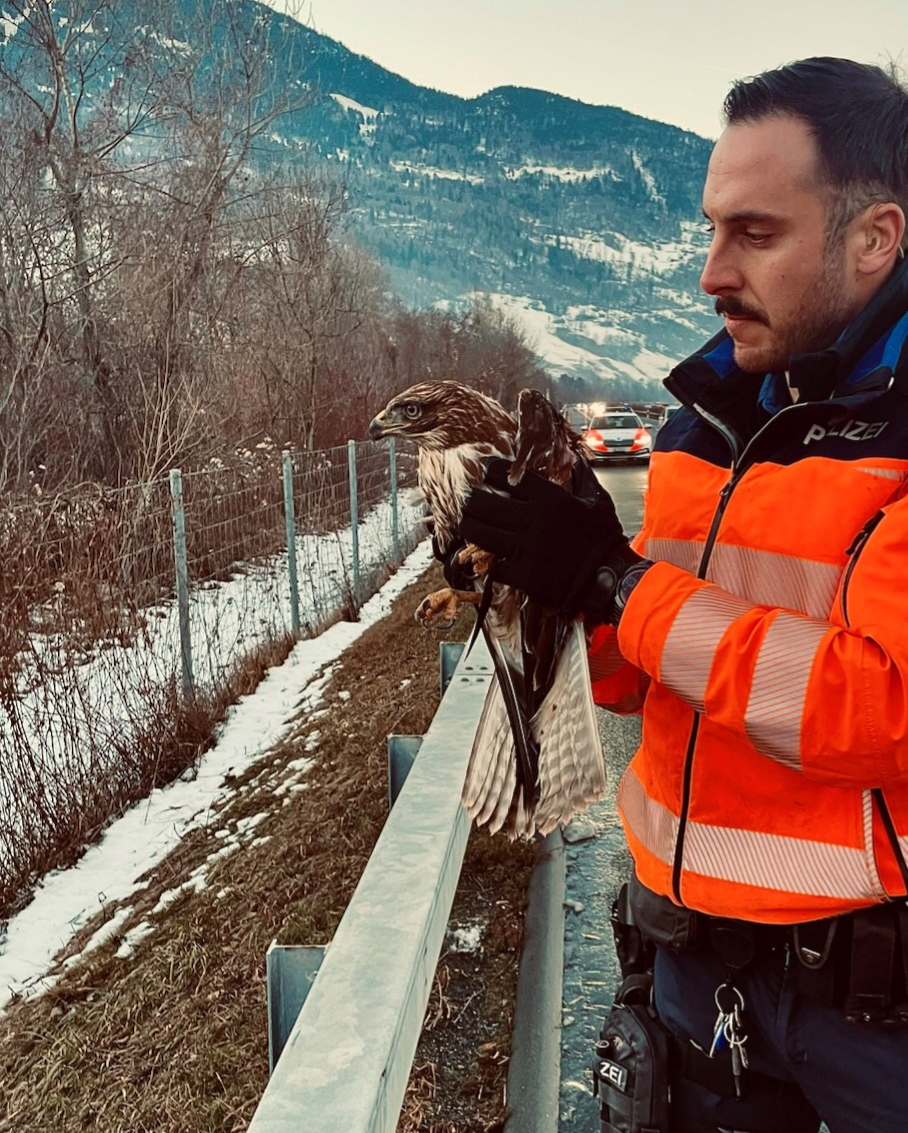 Mäusebussard von Kantonspolizei gerettet